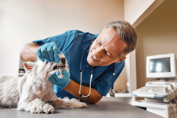 Best Holiday Emergency Dentist in Bowling Green, VA